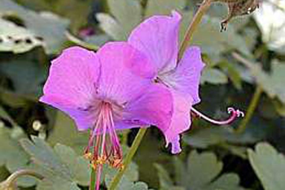 Geranium x cantabrigiense