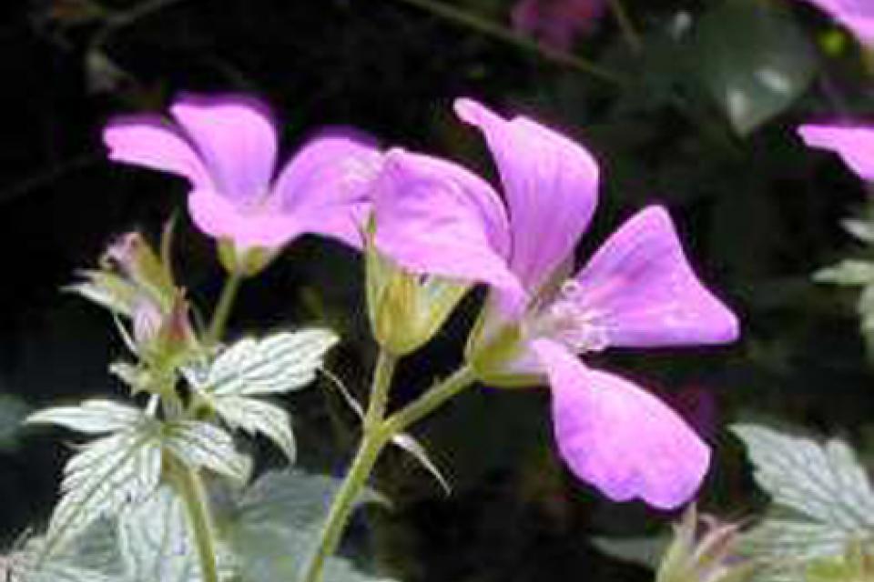 Geranium x oxonianum