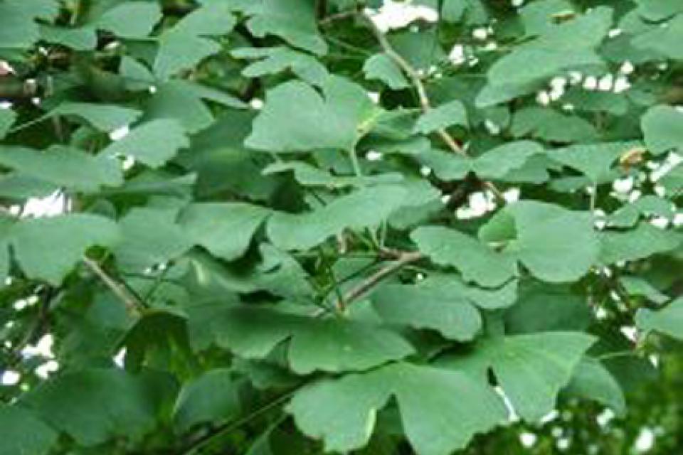 Ginkgo biloba 'Tremonia'