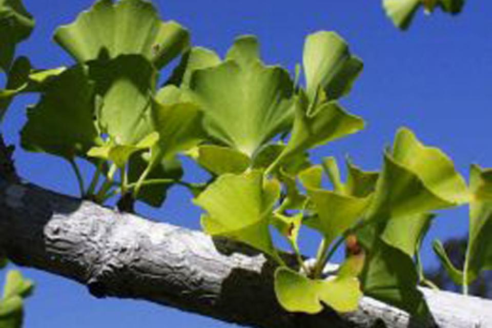 Ginkgo biloba