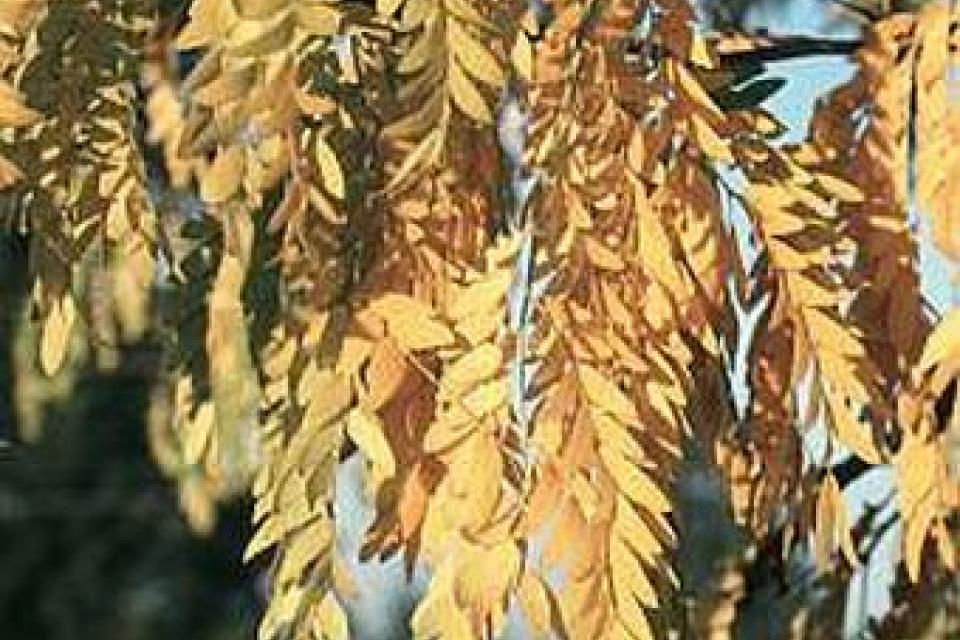 Gleditsia triacanthos 'Skyline'