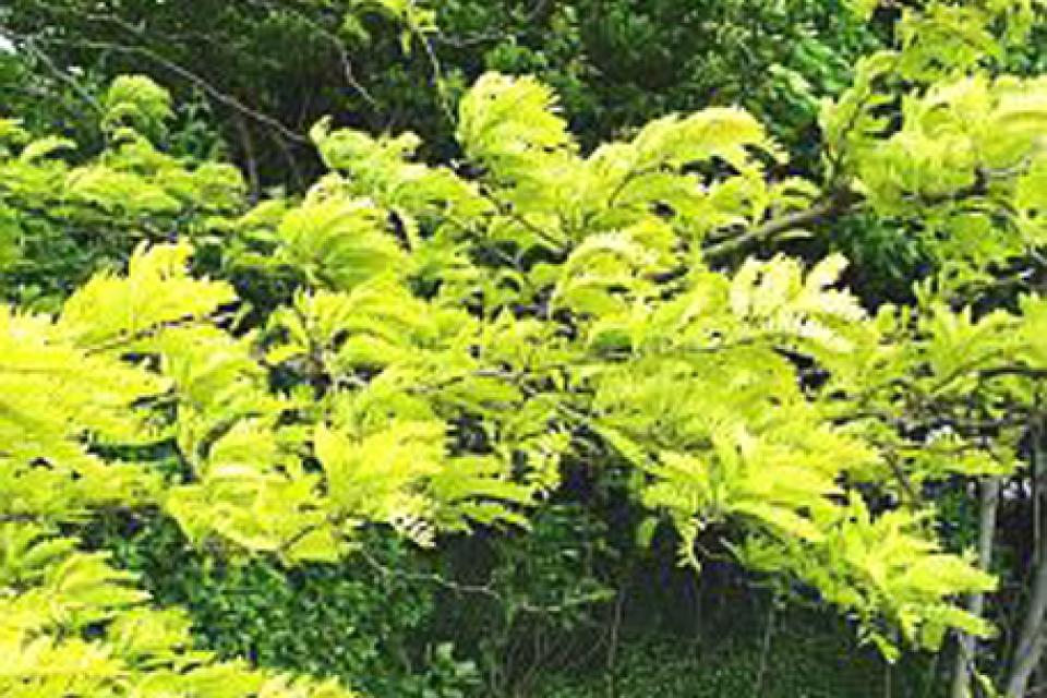 Gleditsia triacanthos 'Sunburst'