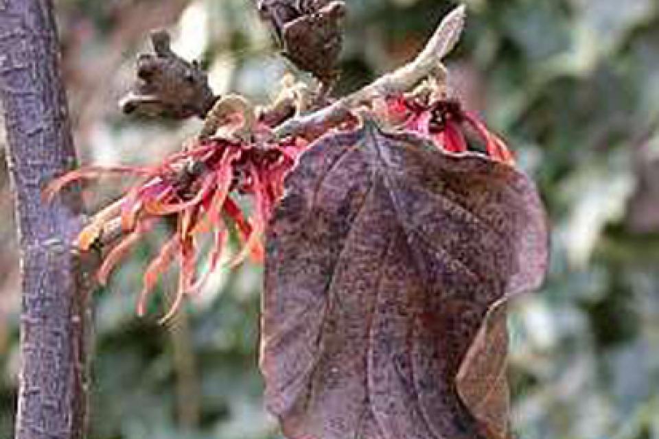 Hamamelis intermedia 'Ruby Glow'