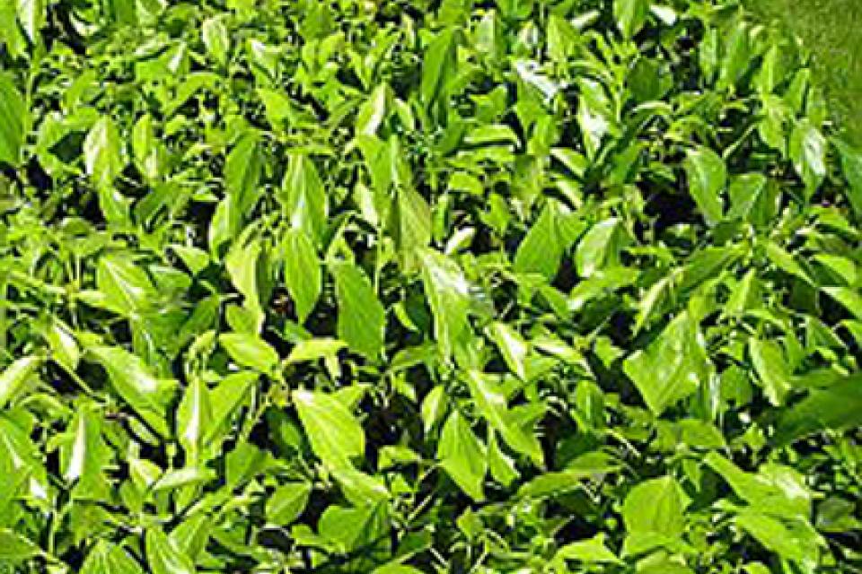 Hedera colchica ' Arborescens'
