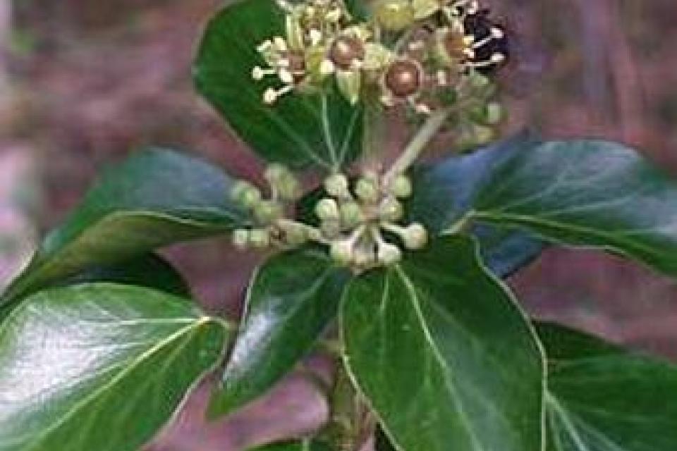 Hedera helix