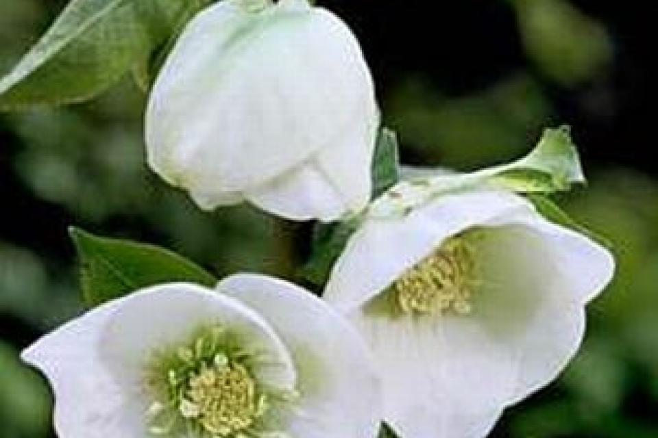 Helleborus orientalis