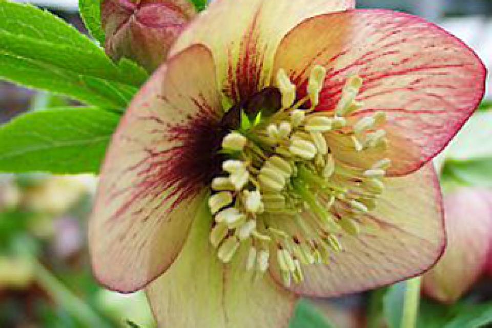 Helleborus x hybridus