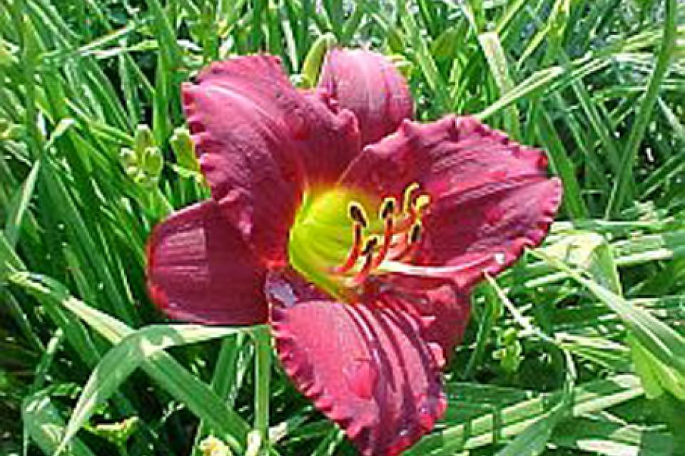 Hemerocallis