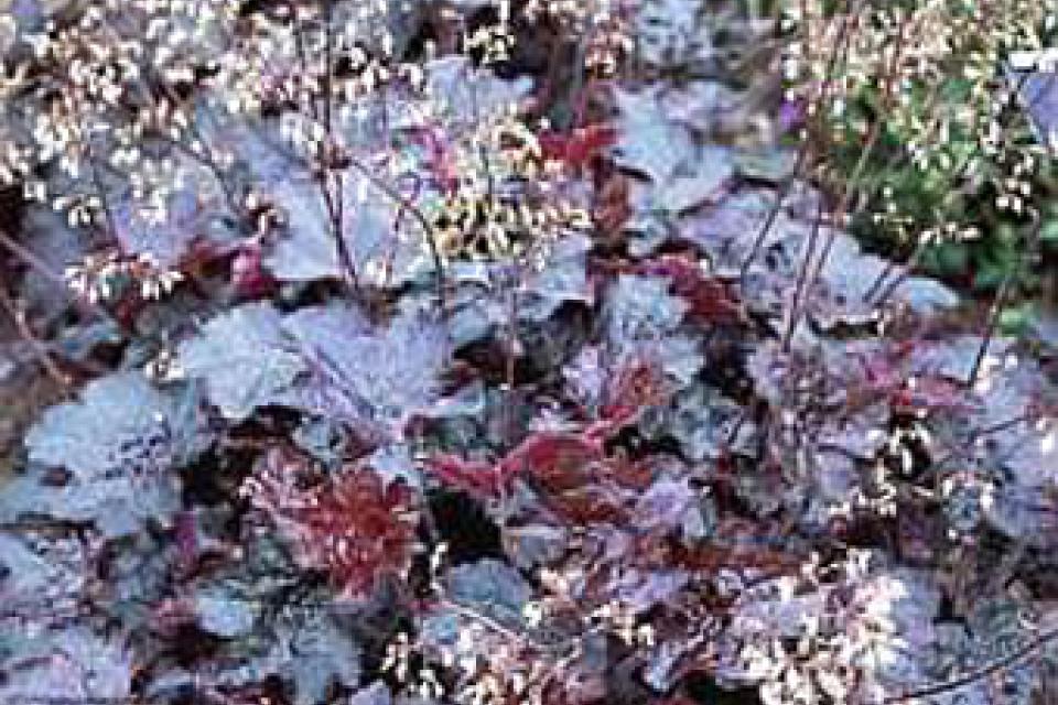 Heuchera micrantha var. diversifolia 'Palace Purple'