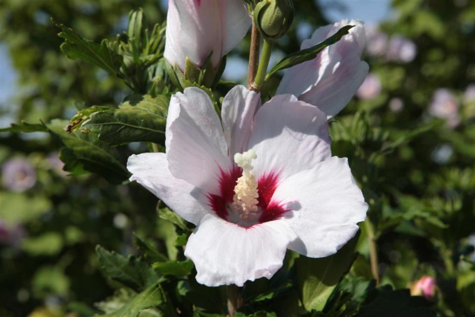 Hibiscus syriacus 'Rosso'