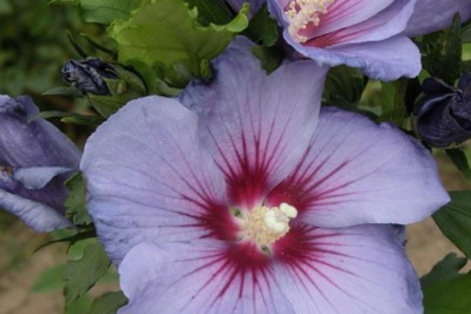 Hibiscus syriacus 'Azurri' 