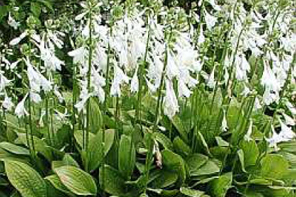 Hosta 'Honeybells'