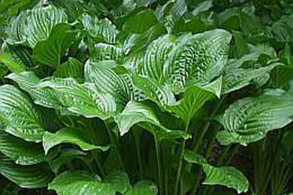 Hosta 'Royal Standard'