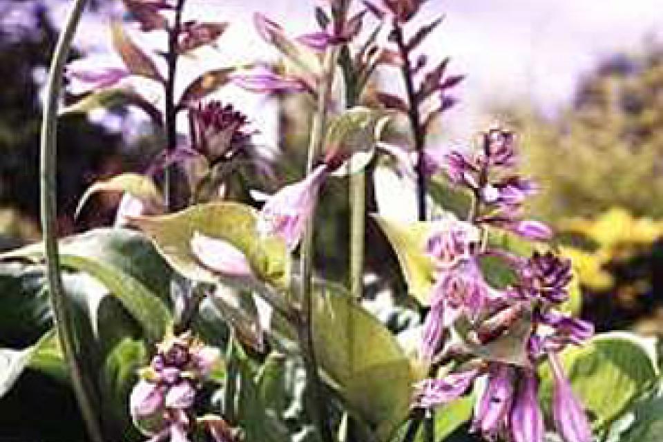 Hosta 'Sum and Substance'