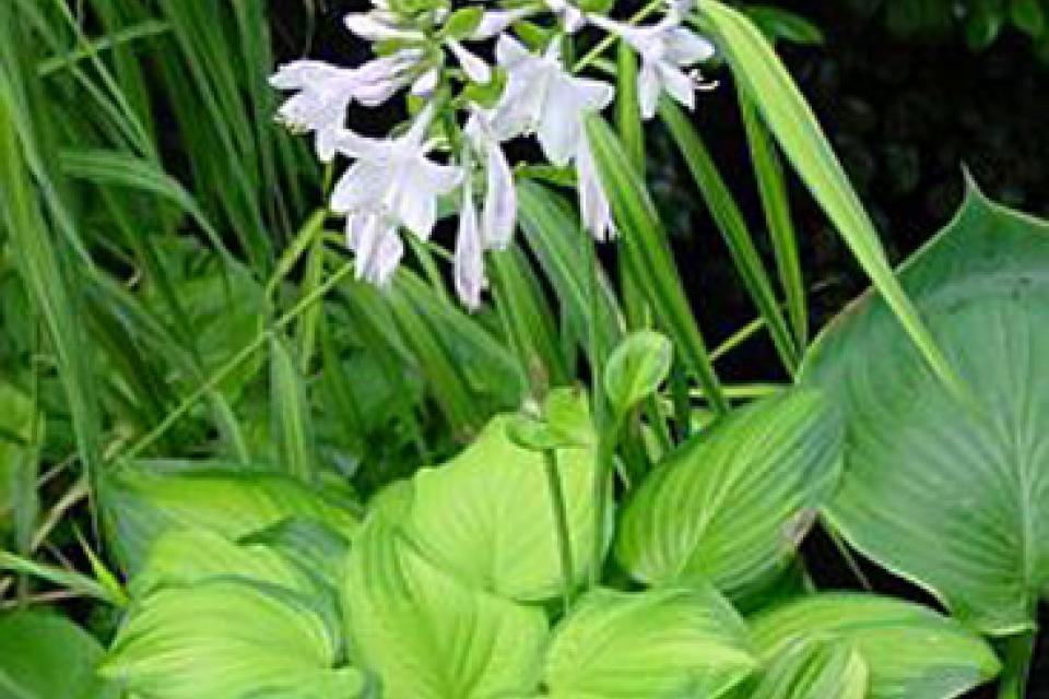 Hosta (schaduw)