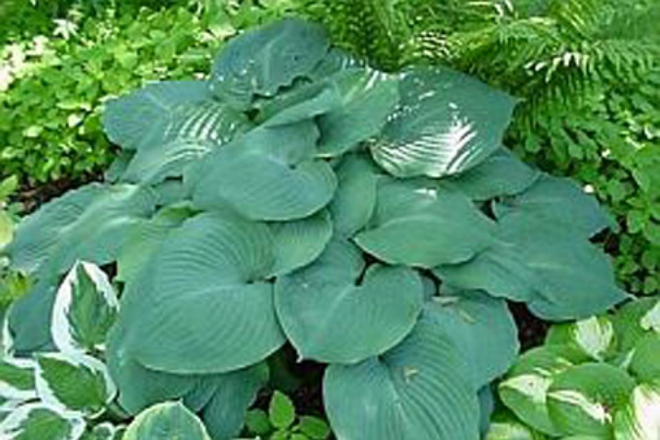 Hosta (zon)