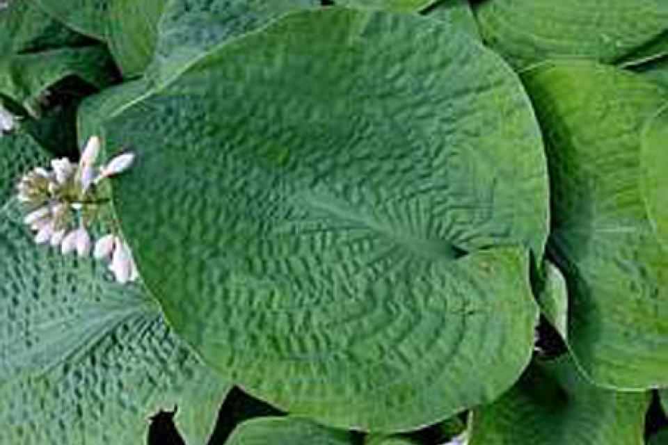 Hosta sieboldiana 'Elegans'