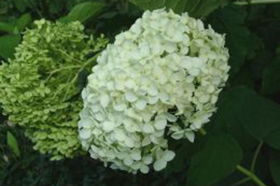 Hydrangea arborescens 'Annabelle'