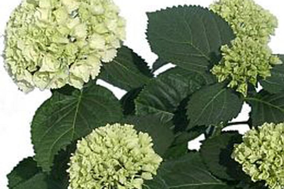 Hydrangea macrophylla 'Schneeball' (syn. 'Snowball'; 'Sneeuwbal')