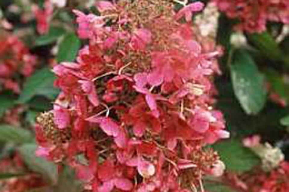 Hydrangea paniculata 'Pinky Winky'