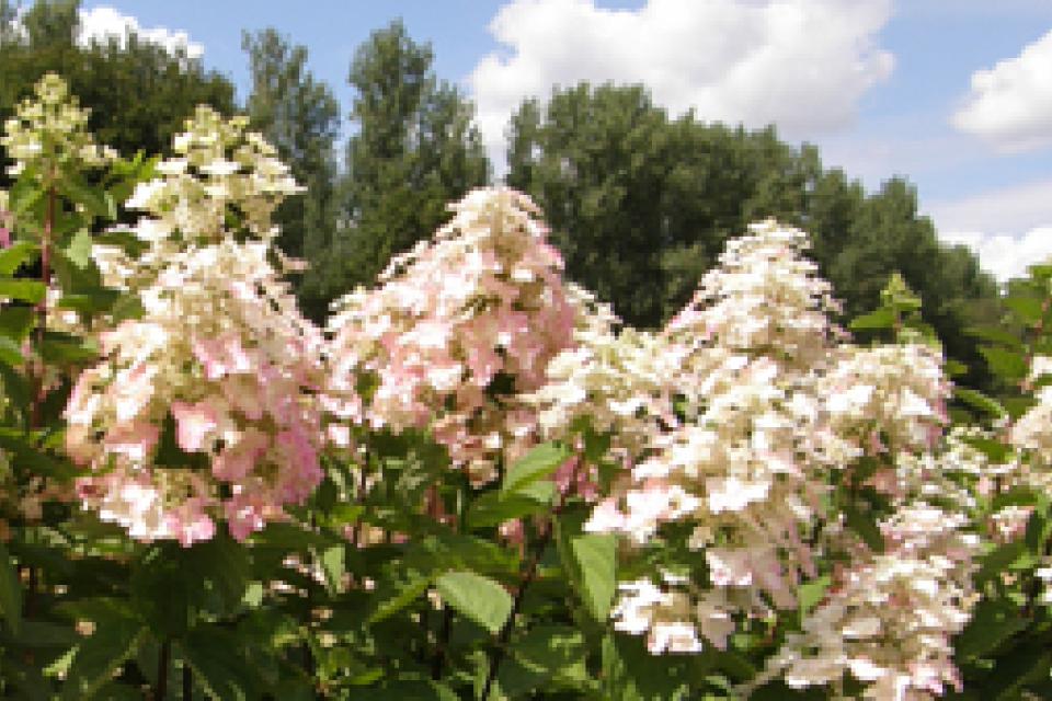 Hydrangea paniculata 'Mega Mindy' 