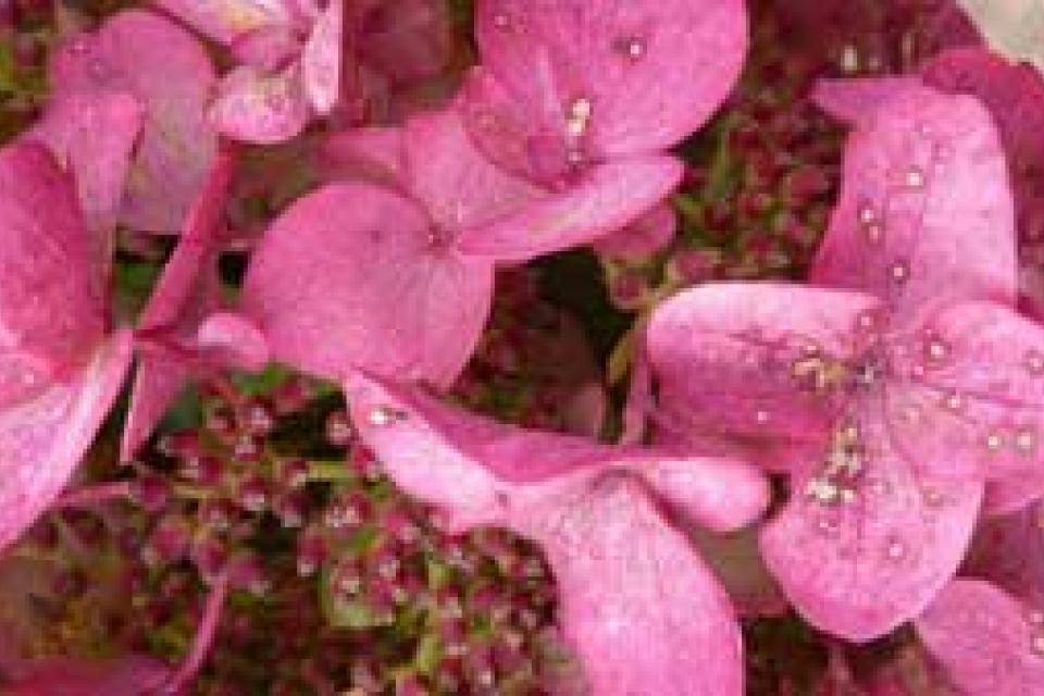 Hydrangea paniculata 'Mega Mindy' 