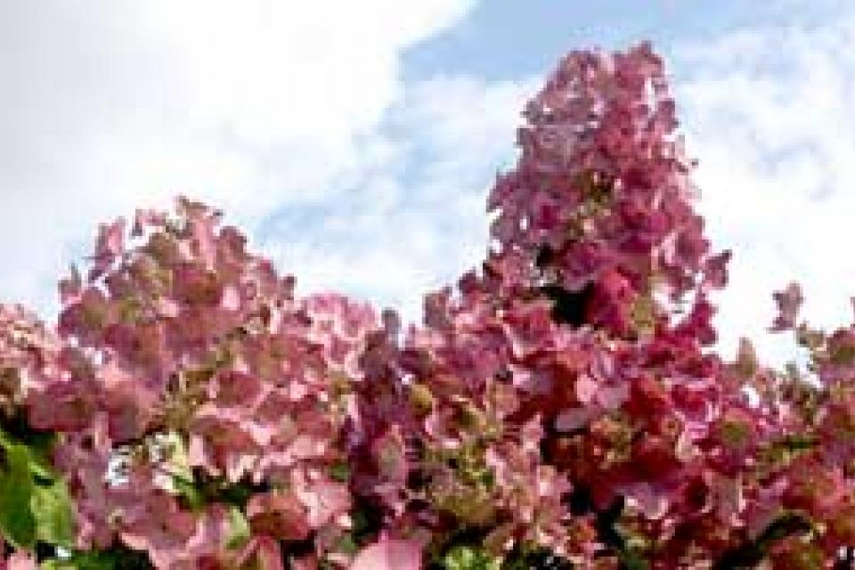 Hydrangea paniculata 'Mega Mindy' 