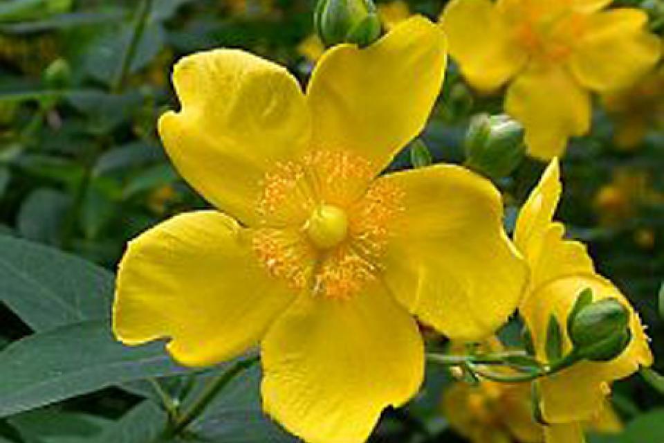 Hypericum 'Hidcote'