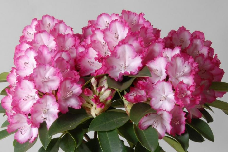 Rhododendron 'XXL' - Rododendron 'XXL' 