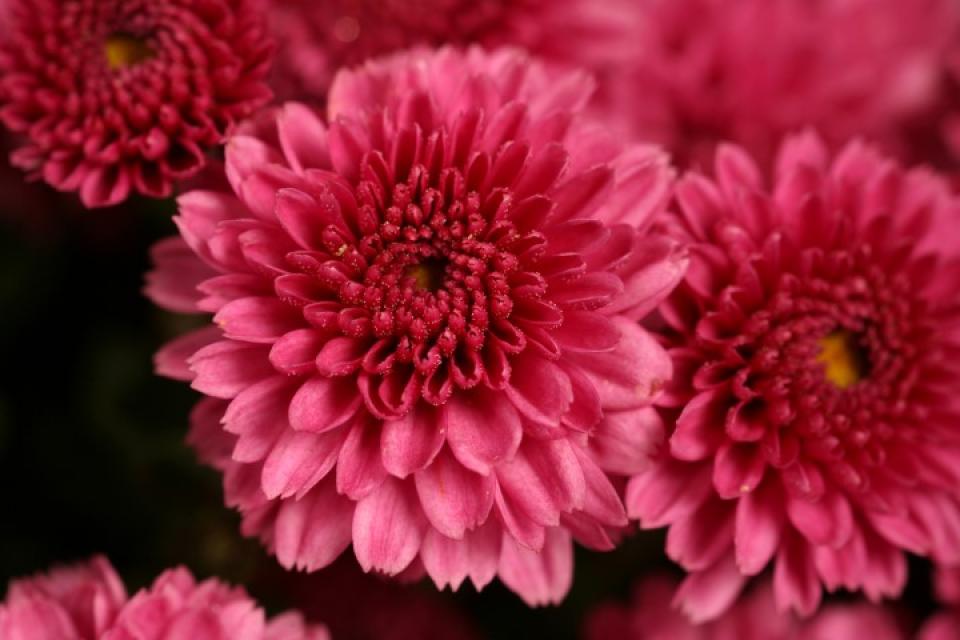 Chrysanthemum - Chrysant 