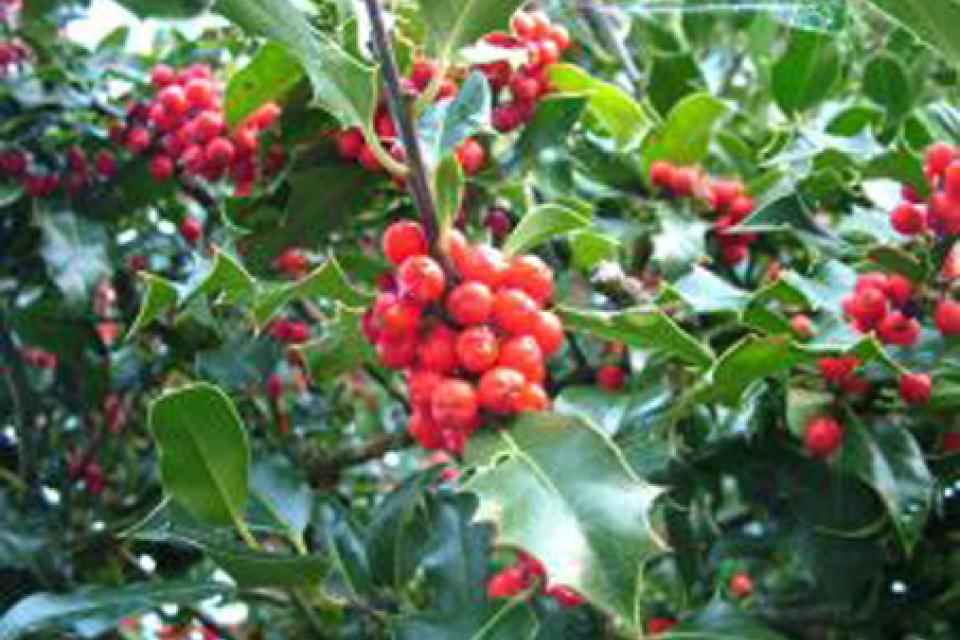 Ilex aquifolium