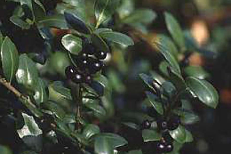 Ilex crenata ‘Convexa’