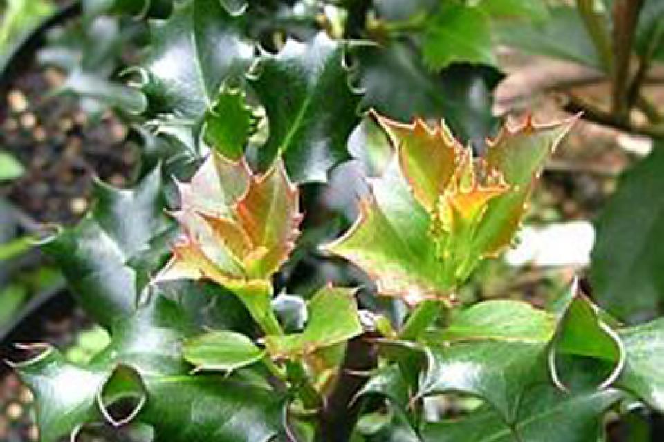 Ilex x meserveae 'Blue Angel'