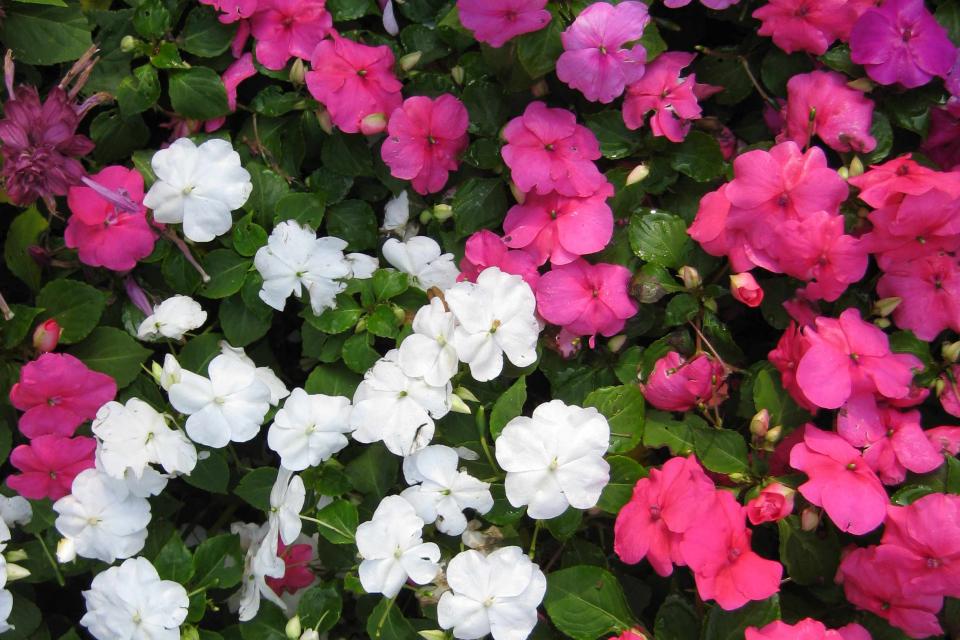 Impatiens