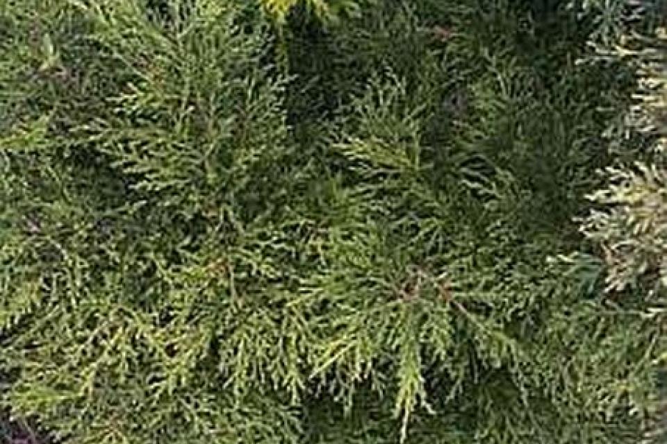 Juniperus media 'Old Gold'