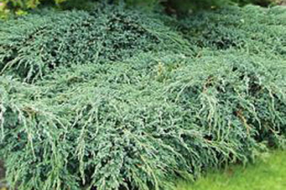 Juniperus squamata 'Blue Carpet'