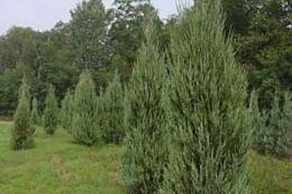 Juniperus virginiana 'Skyrocket'