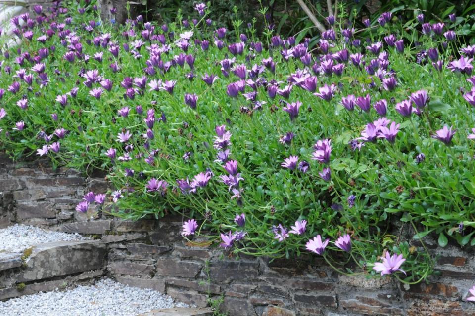 Osteospermum 