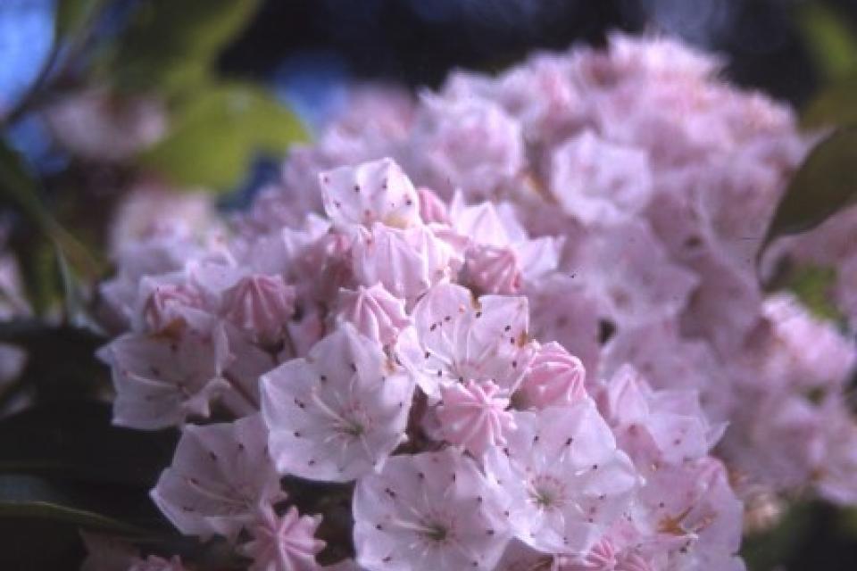 Kalmia