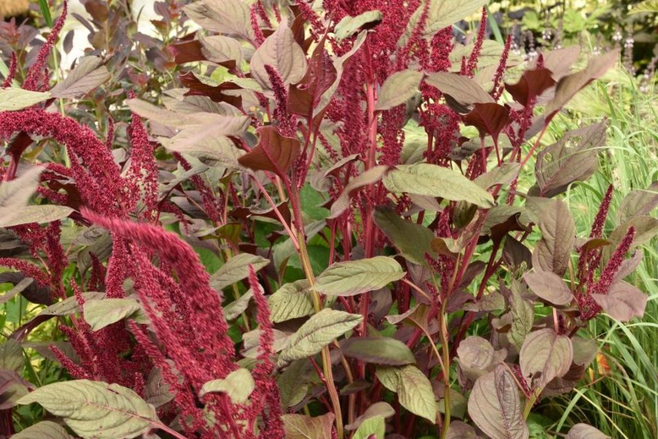 Amaranthus - Kattenstaartamarant 