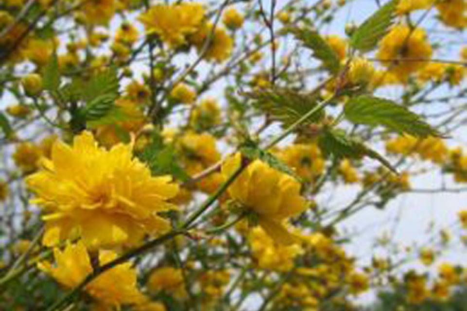 Kerria japonica 'Pleniflora'