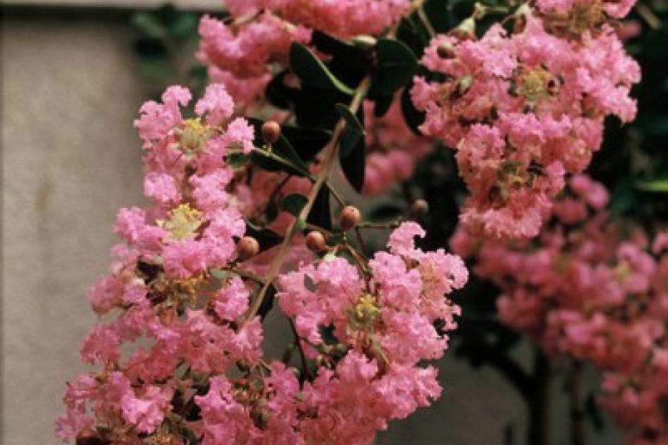 Lagerstroemia 'Muses of Helios' 