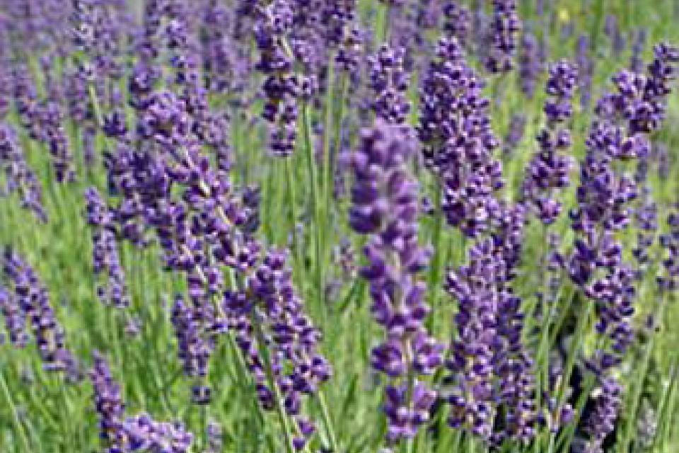 Lavandula angustifolia