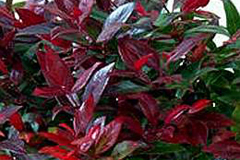 Leucothoe axillaris 'Zeblid'