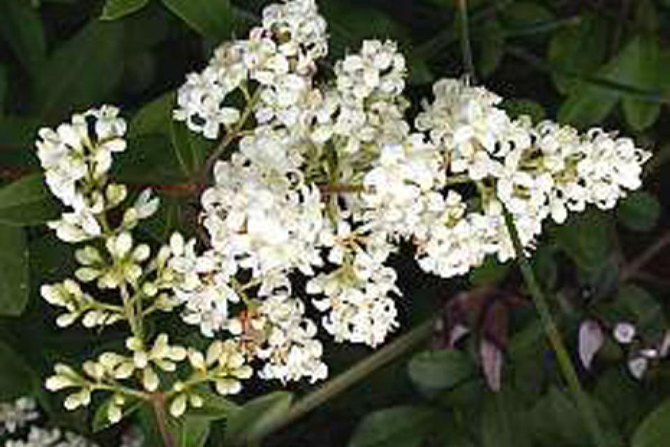 Ligustrum vulgare