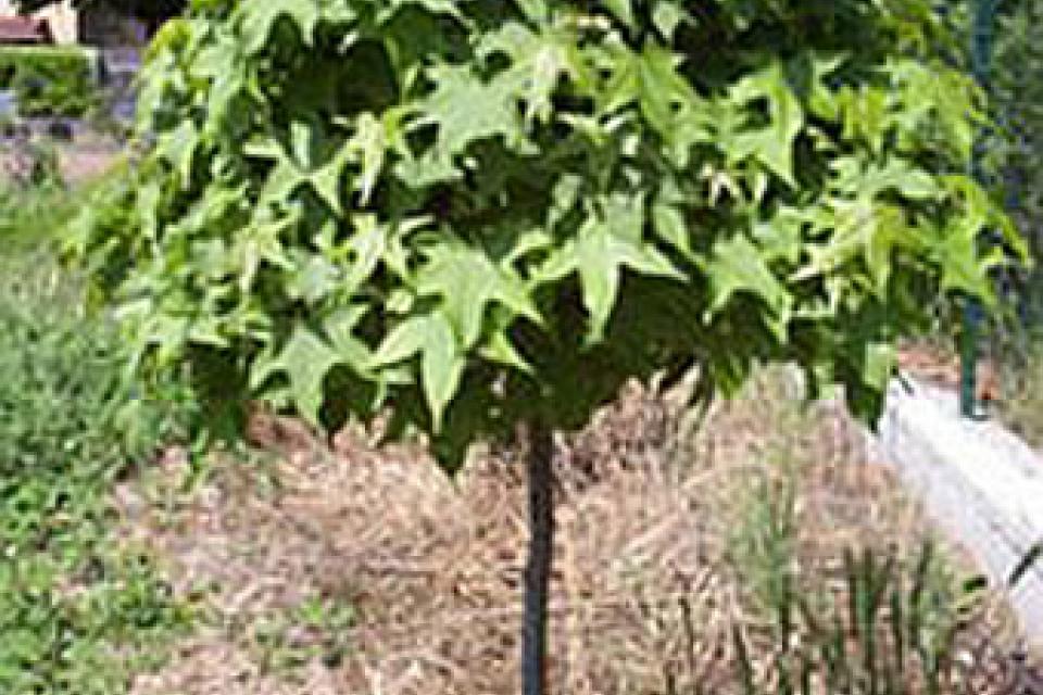 Liquidambar styraciflua