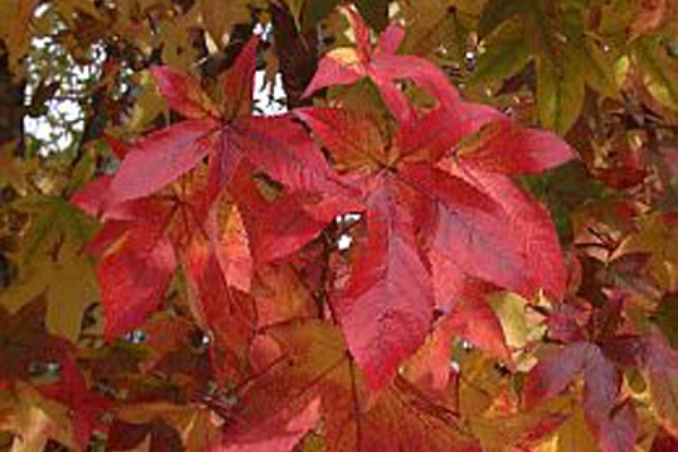 Liquidambar styraciflua