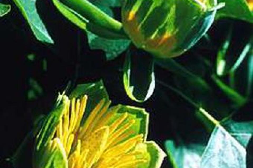 Liriodendron tulipifera 'Fastigiatum'