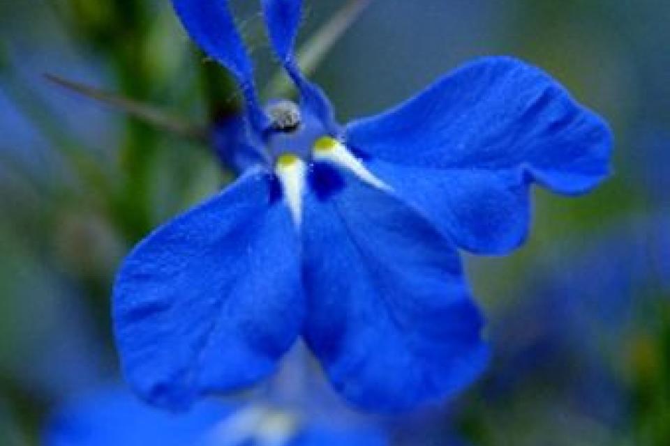 Lobelia erinus 'Techno Blue'