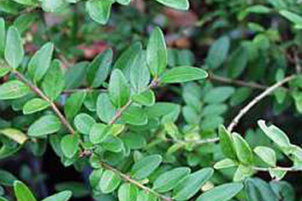 Lonicera pileata